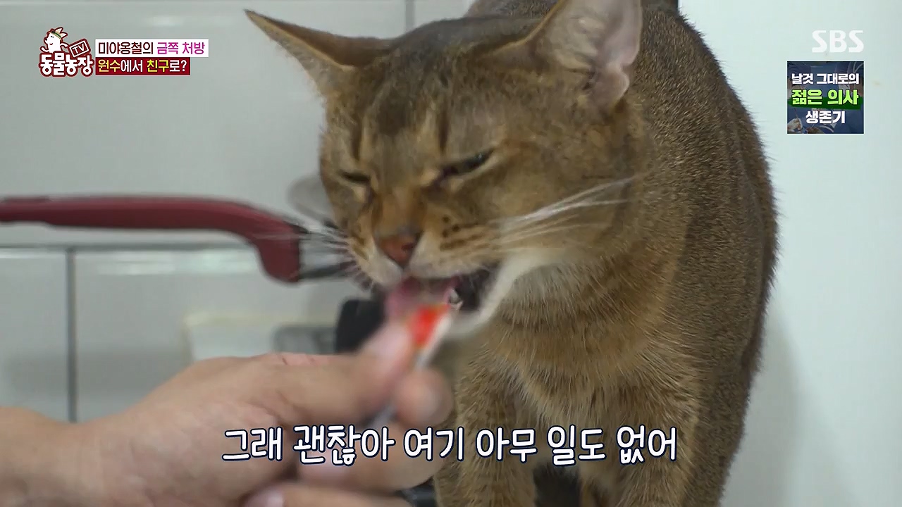 TV 동물농장.E1137.230911p-NEXT.mp4_20230910_183219.888.jpg