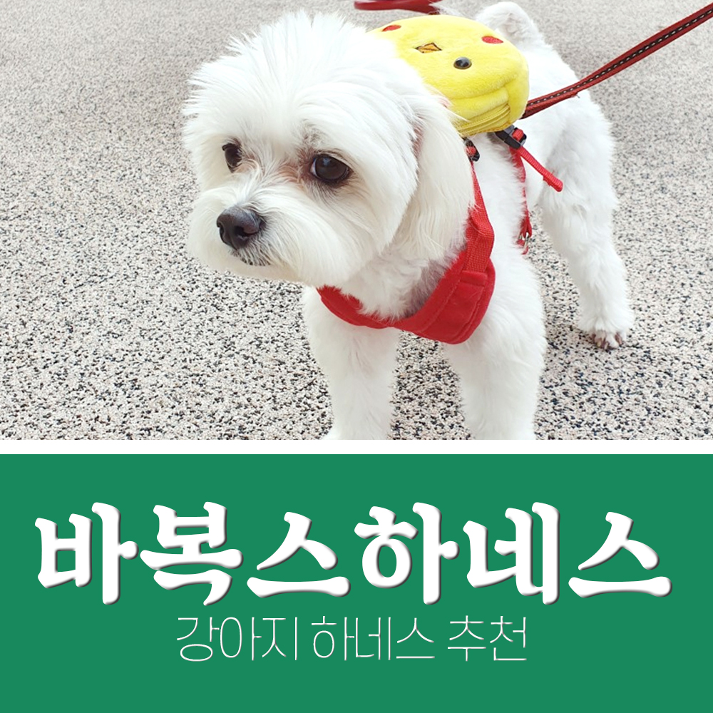  강아지하네스 가슴줄 바복스 X자형
