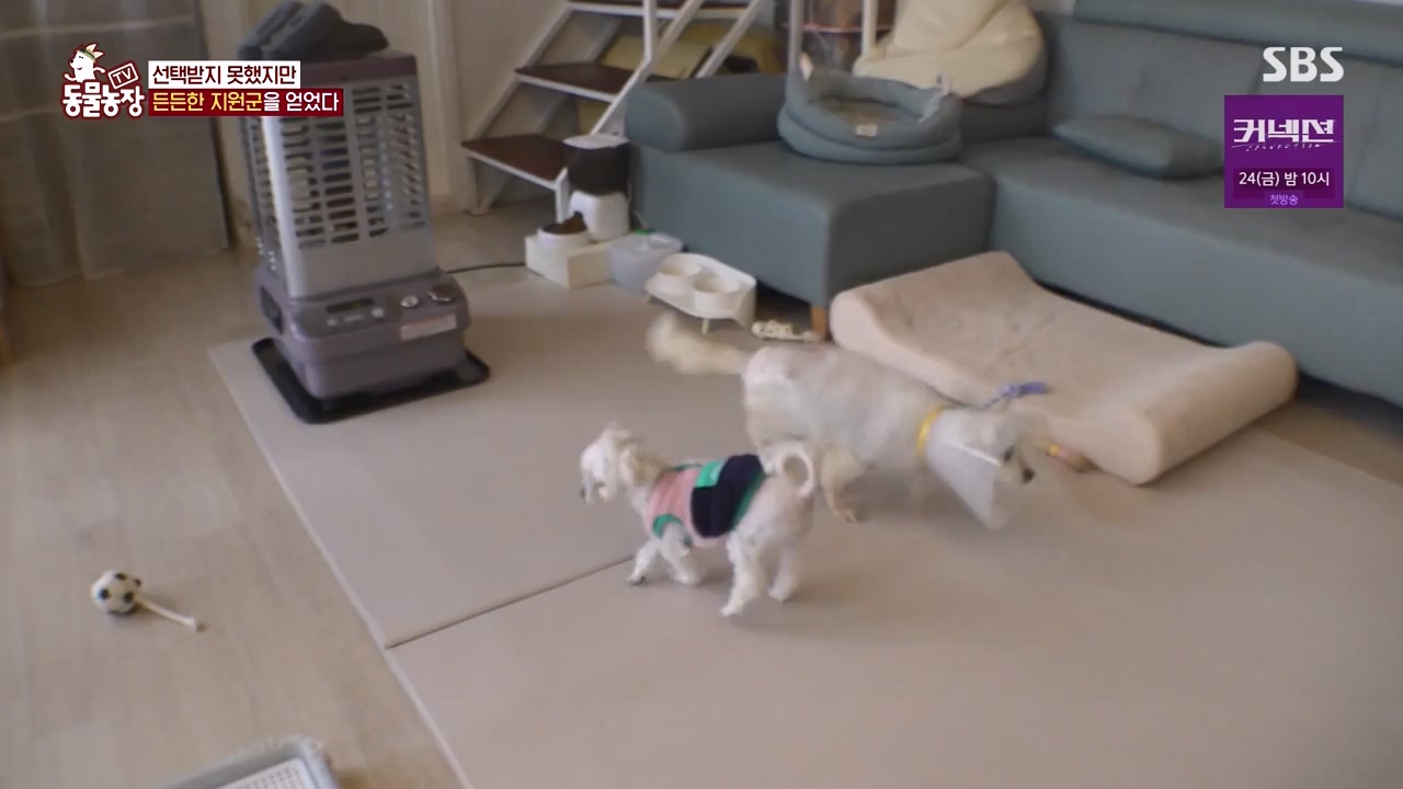 TV 동물농장.E1172.240520p-NEXT.mp4_20240519_165231.824.jpg