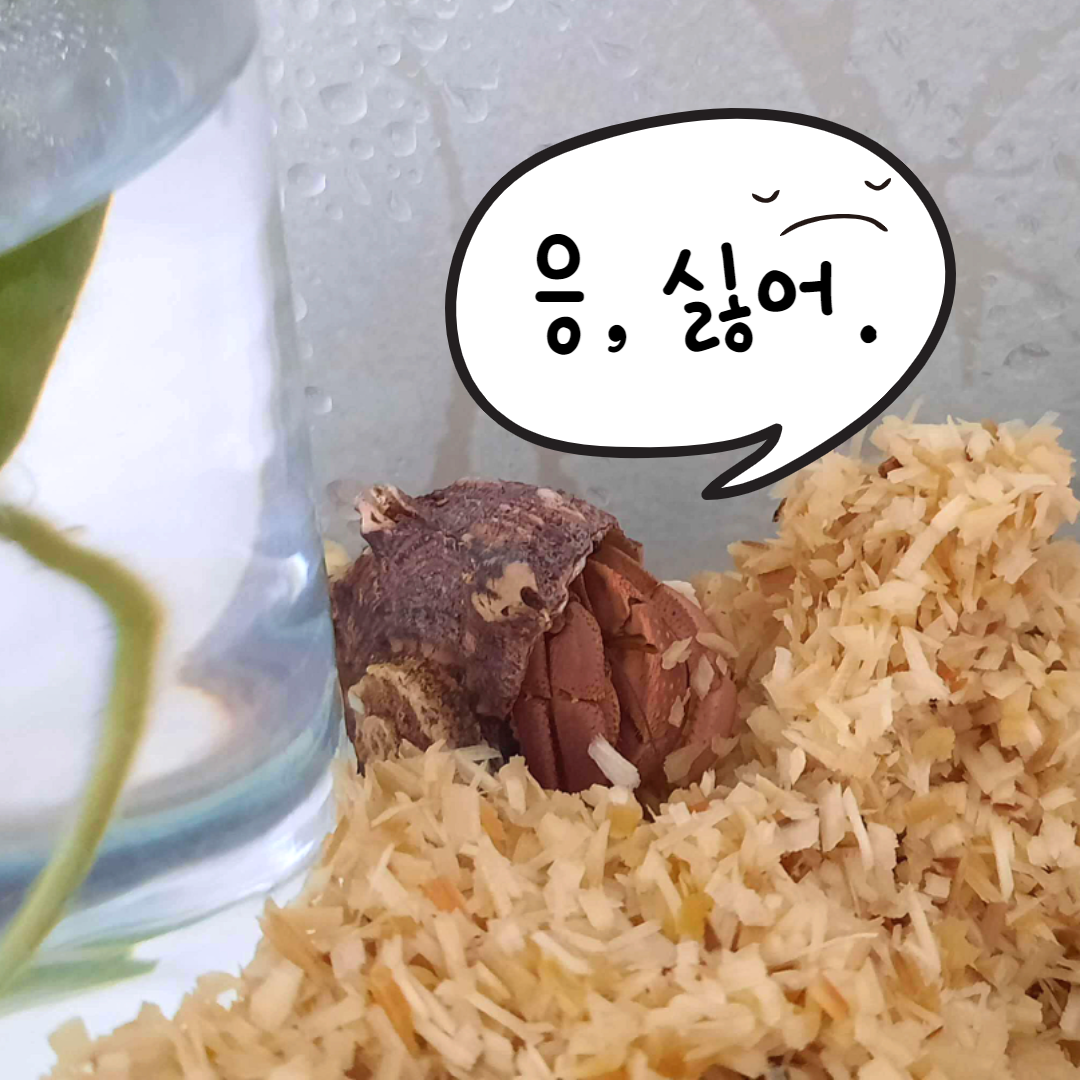  [소라게] 타마토아의 숨숨집