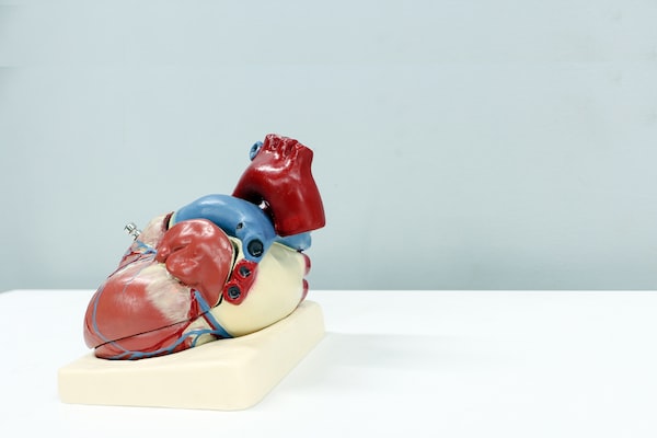 코엔자임 Q10 효능과 심장과의 관계에 대한 분석