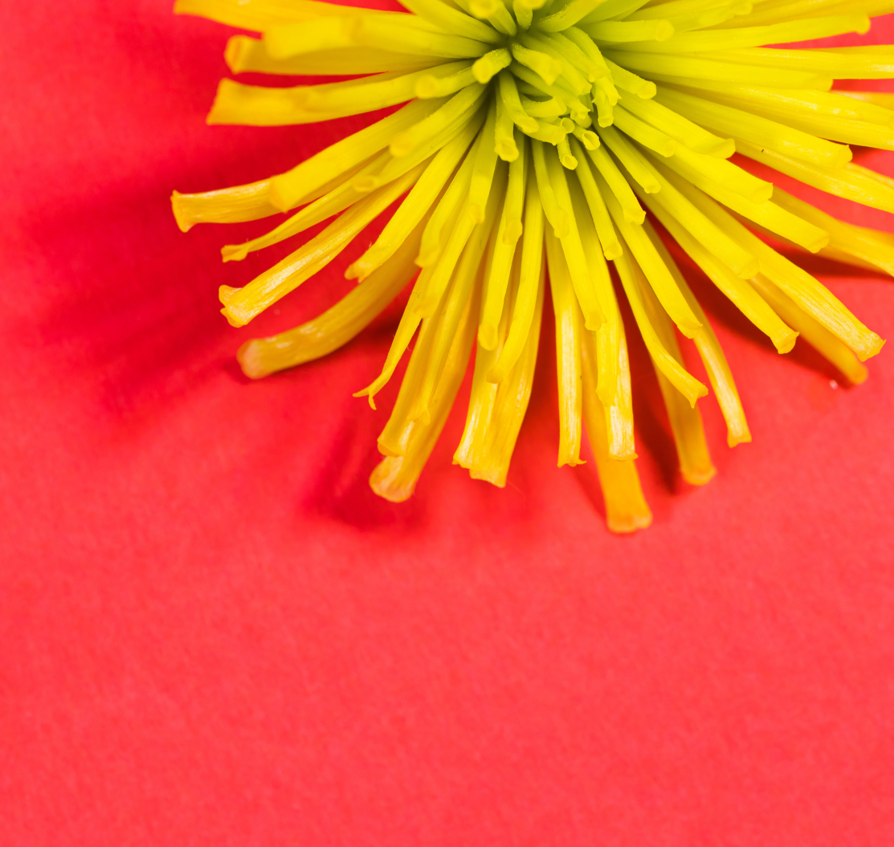 빨간색 배경에 민들레 꽃