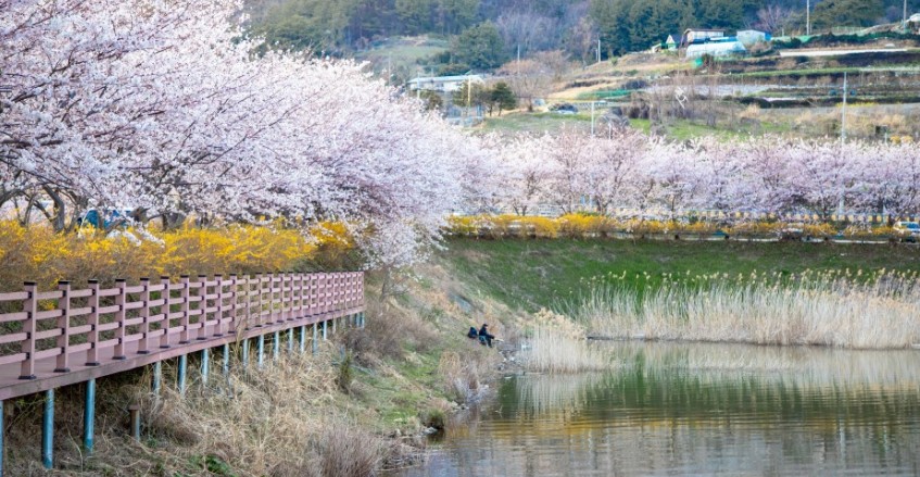 전라도 벚꽃 명소인 여수 승월마을 모습