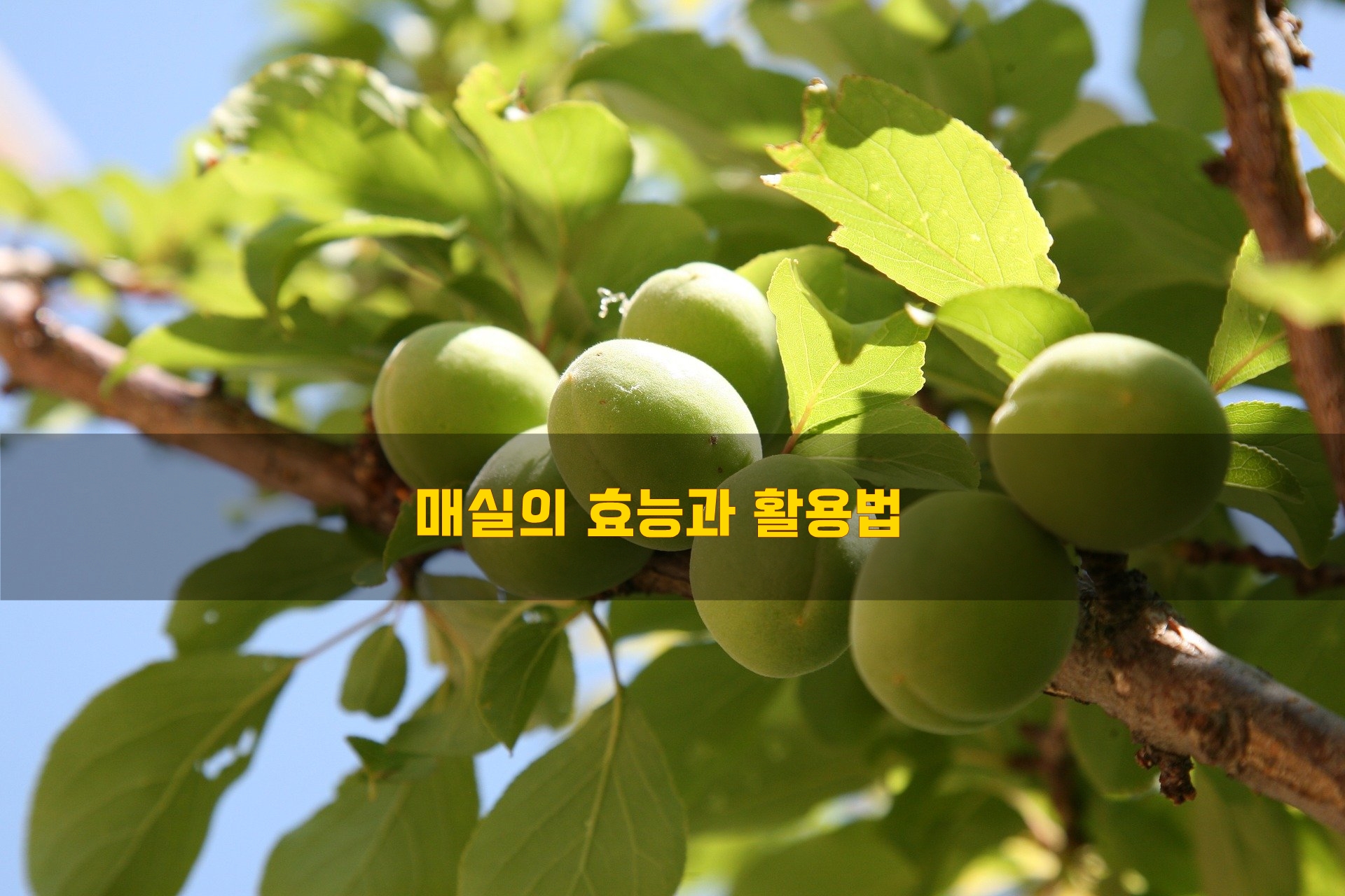  매실의 효능과 활용법
