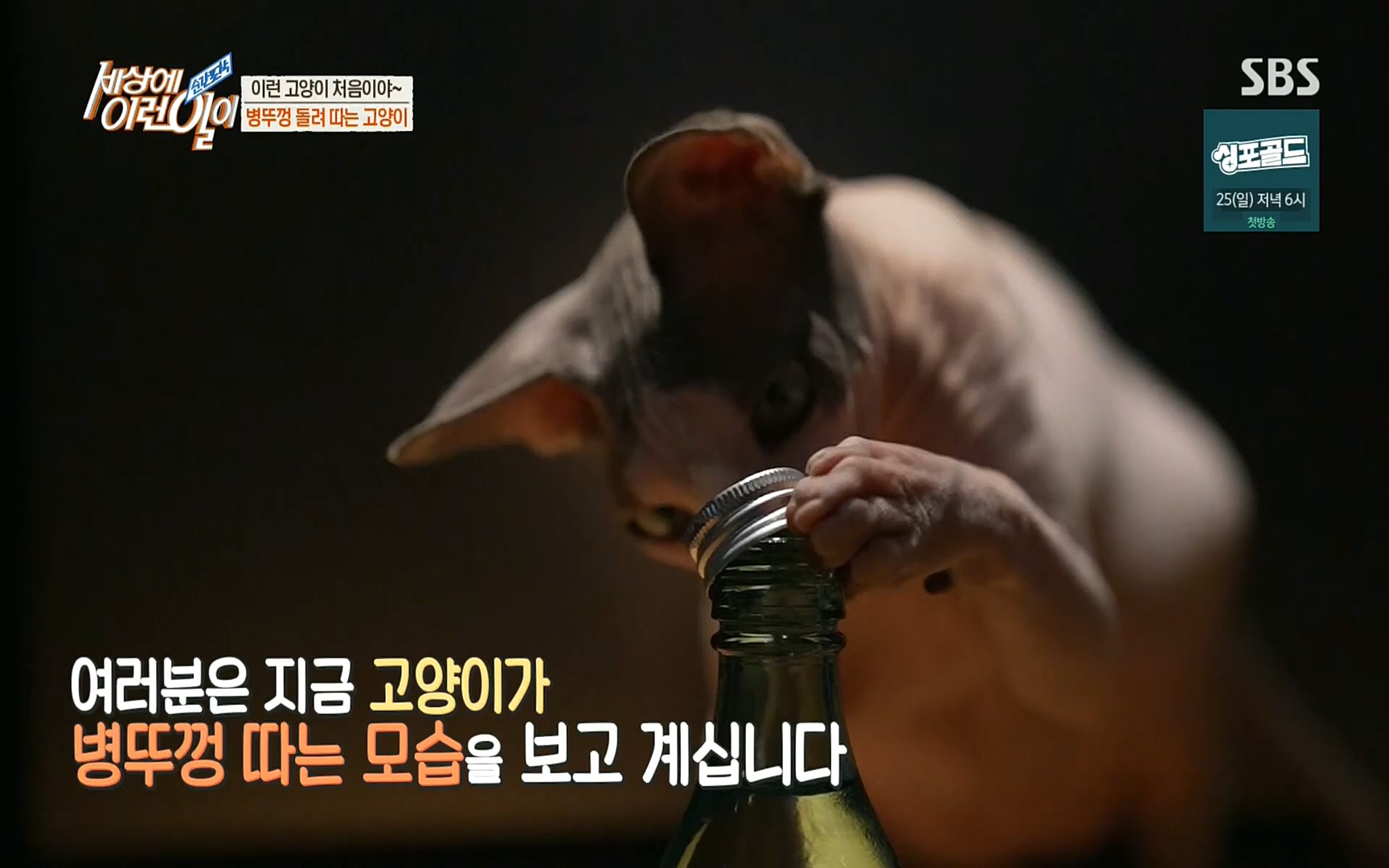 순간포착 세상에 이런일이.E1197p.H264-F1RST.mp4_20220914_202414.016.jpg