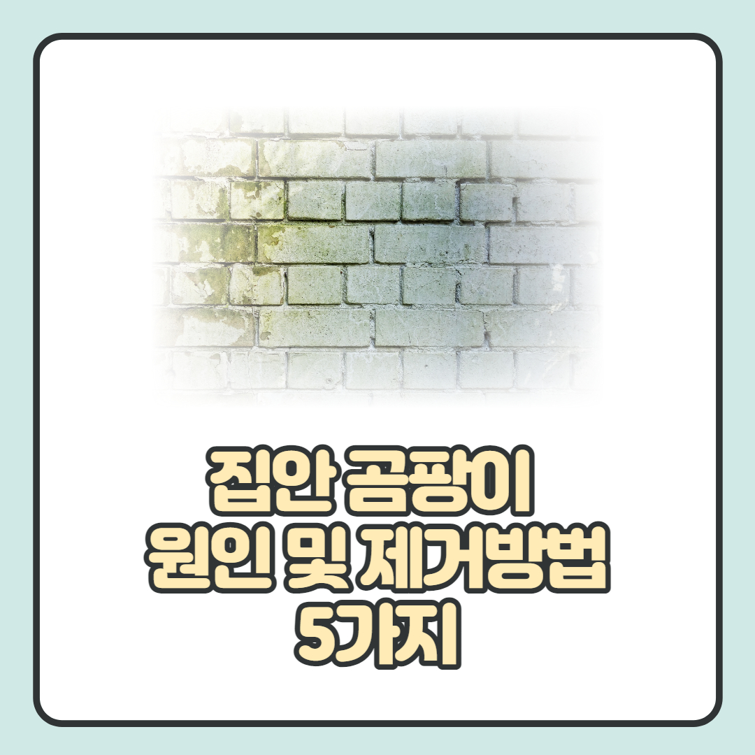 집안 곰팡이 원인 및 제거 방법 5가지 알아보기