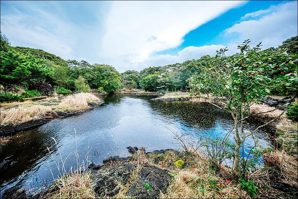 동백동산-늪지