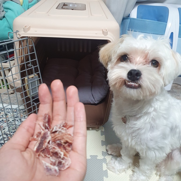 첫걸음 케널 트레이닝 강아지 분리 불안 7