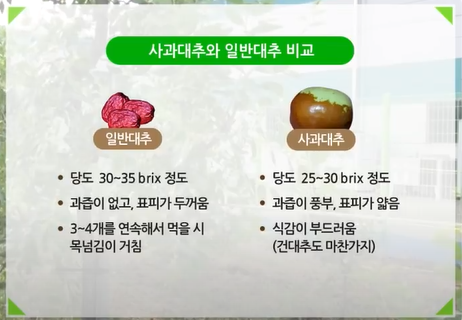  사과대추와 일반대추의 차이점