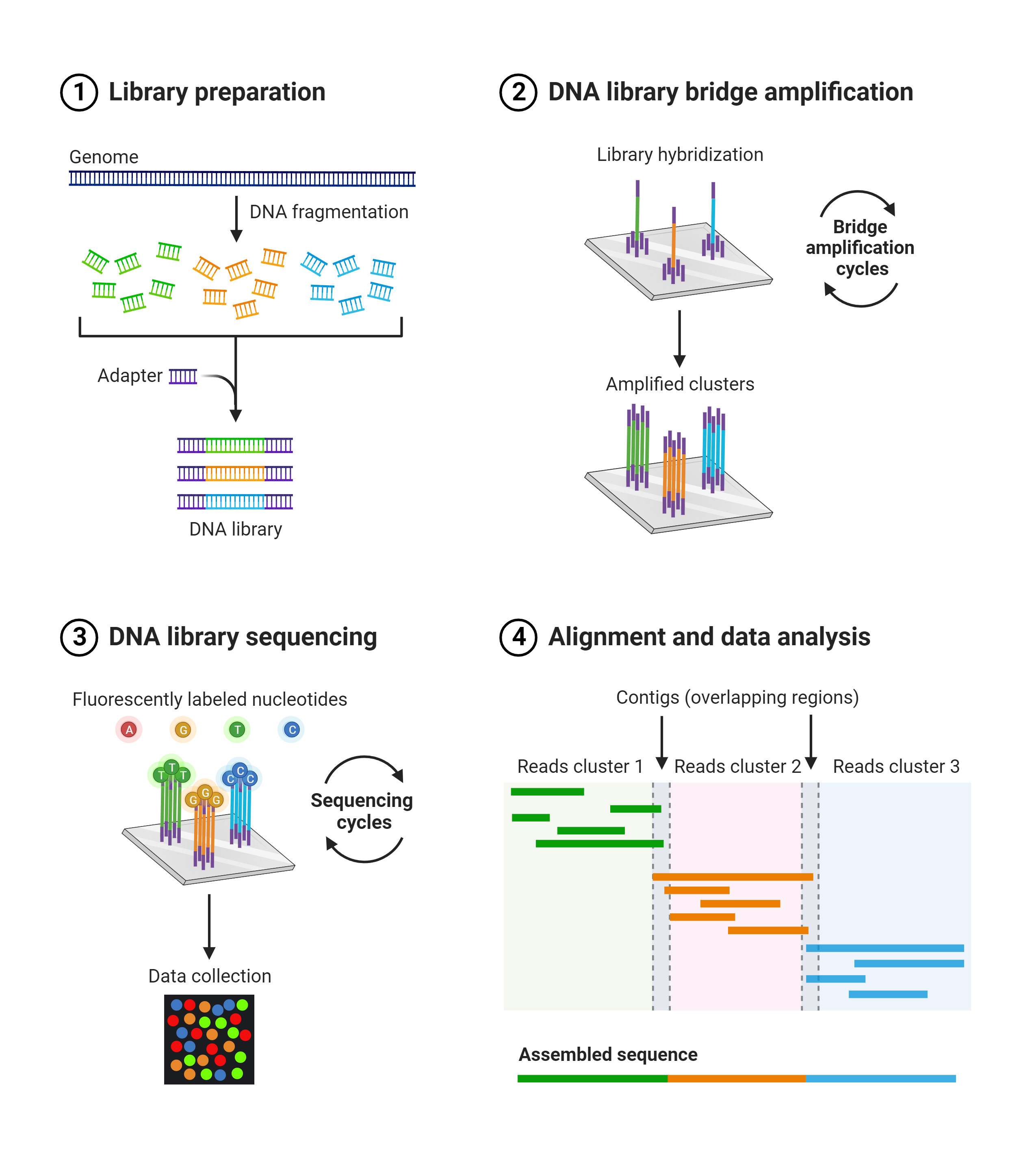 NGS (Next Generation Sequencing)의 개념, 원리, 방법, 적용 분야