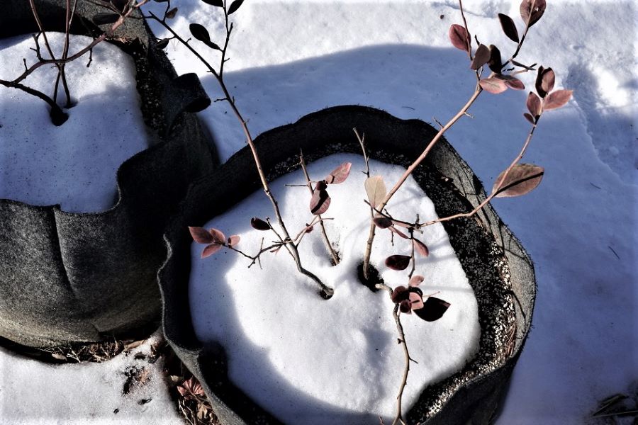 마당에 놓인 보따리 화분에 말라죽은 듯한 꽃나무&#44; 수북한 눈&#44; 바닥에도 수북한 눈&#44;