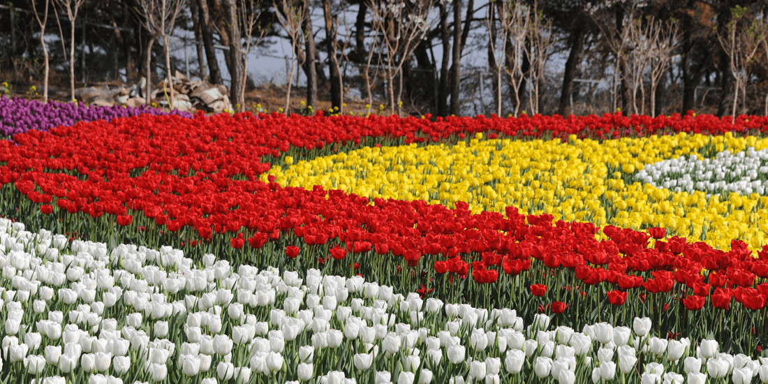 태안 세계 튤립 축제