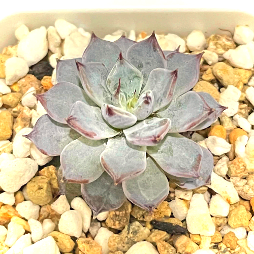  다육 검은가시자라고사 Echeveria Cuspidata Verb. Zaragoza