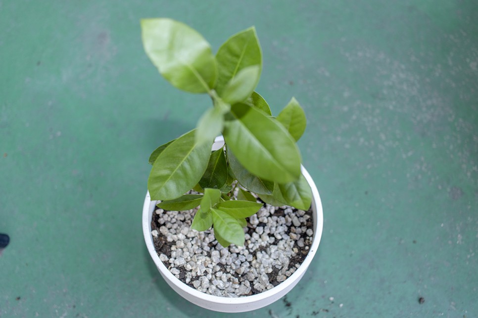 겨울에 구입한 구아바나무 분갈이후 4