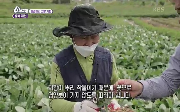 [7612회] 6시 내고향 - KBS7612회] 6시 내고향.ts_20220912_173355.672.jpg