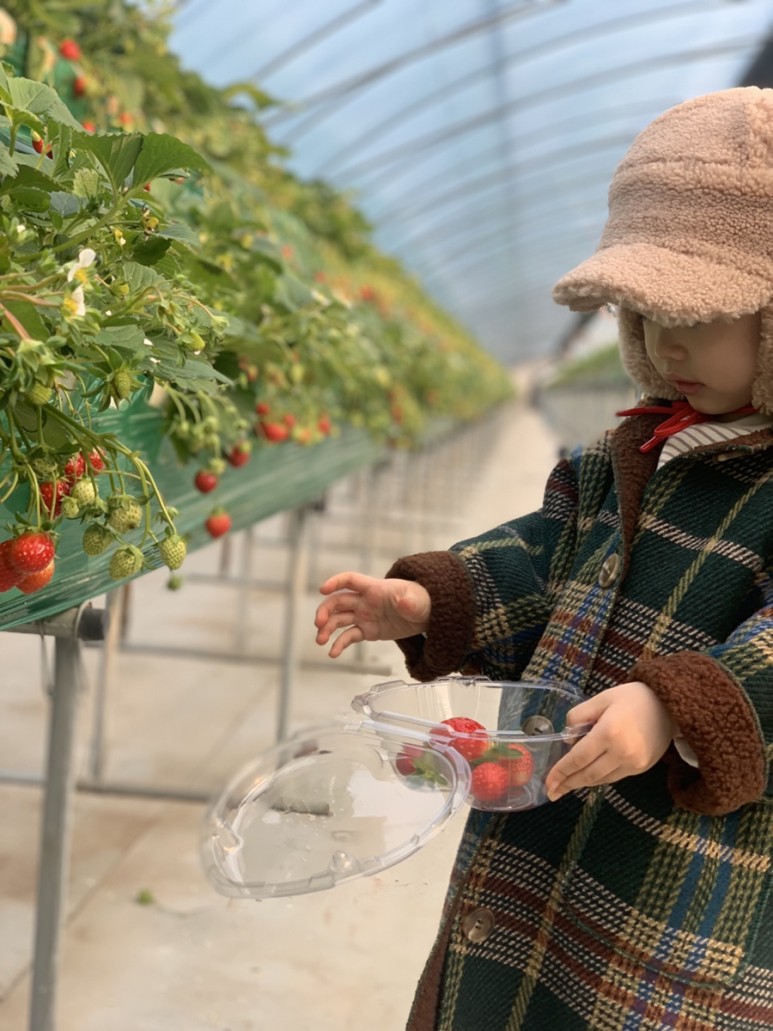 정현딸기농장, 1