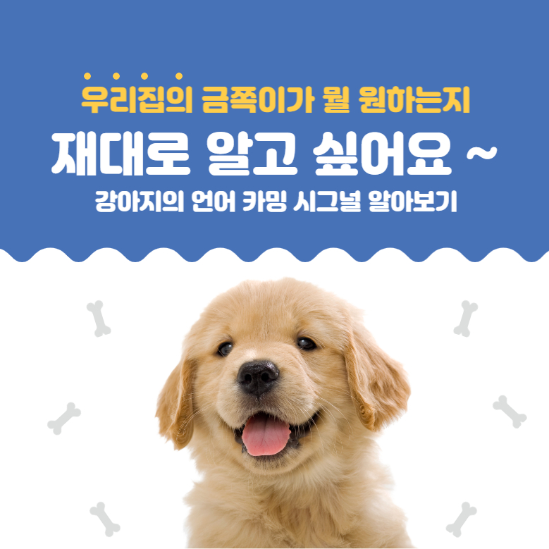  우리 집 금쪽이의 멍멍이의 언어