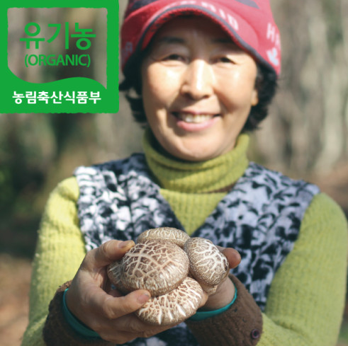  6시 내고향 제주 한라산 표고버섯 택배 주문하는곳