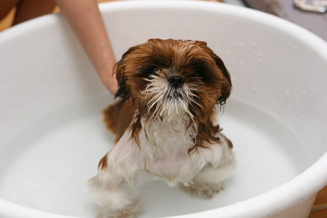 욕조안에서 목욕하는 강아지
