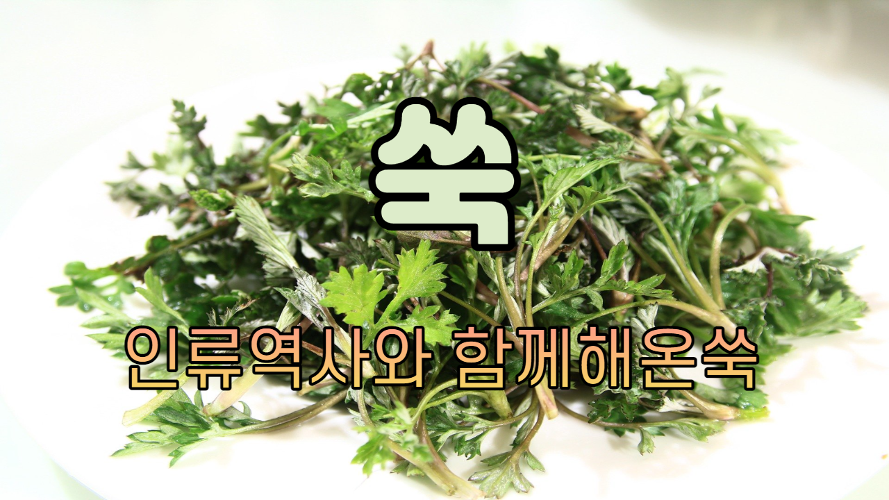  쑥