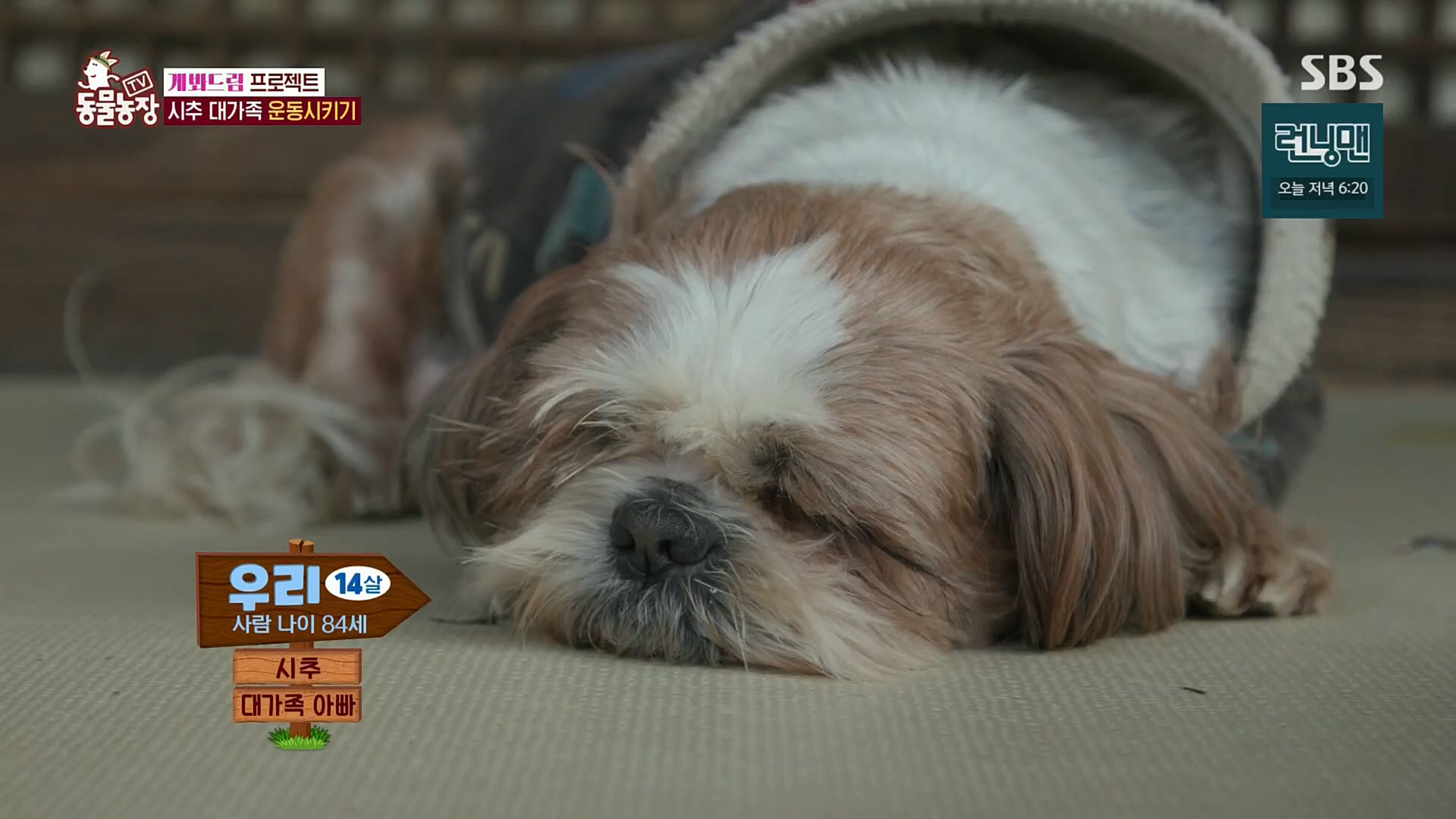 TV 동물농장.E1102.230101p.H264-F1RST.mp4_20230101_182848.795.jpg