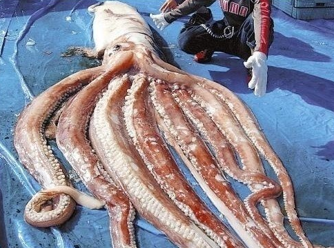  오징어 꿈해몽 대왕 오징어 먹는 꿈 등이 궁금하다면 보고가세요