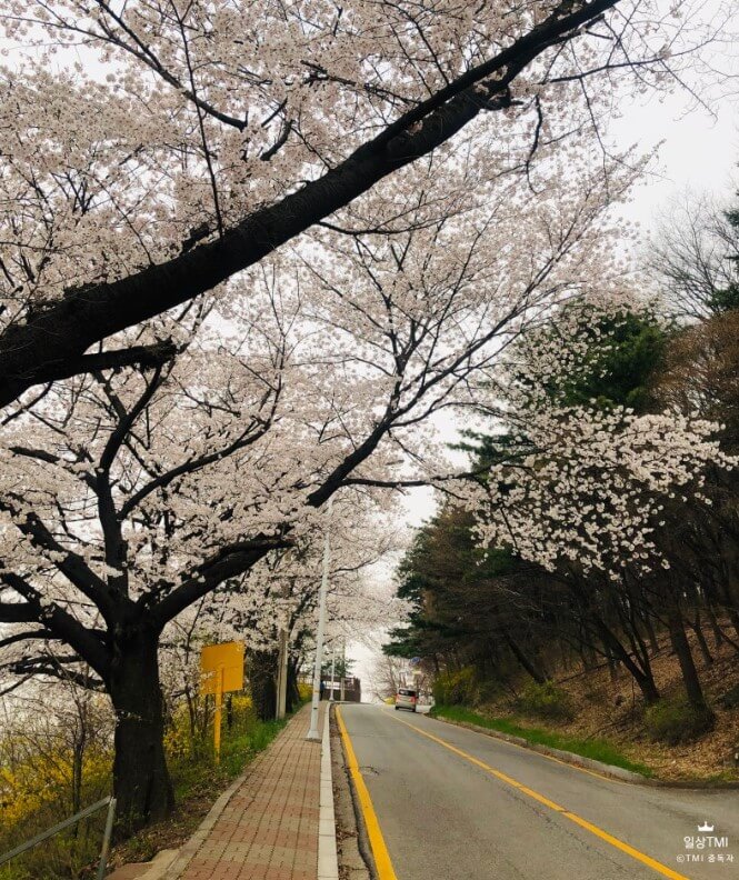 청주 수암골 벚꽃길