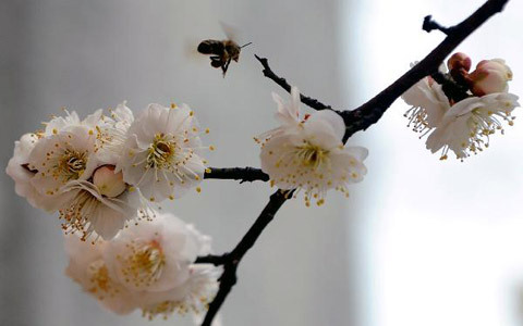  춘분(春分)이 지나간다