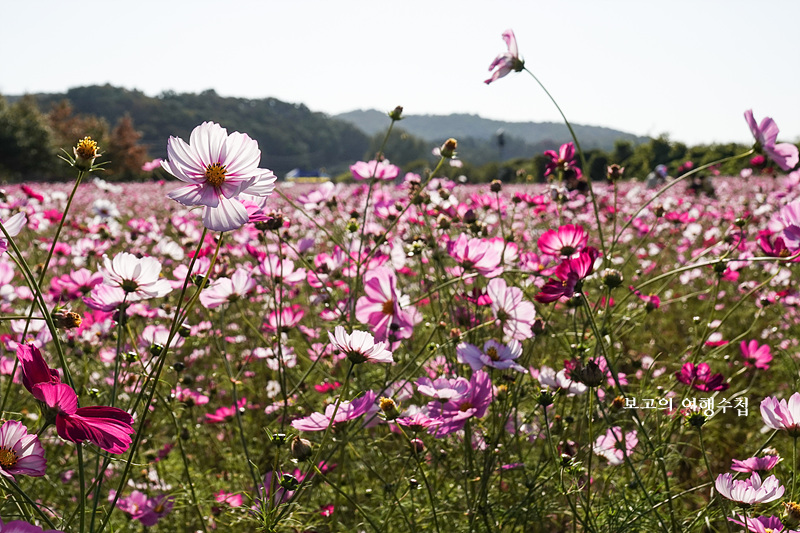 코스모스꽃밭 사진