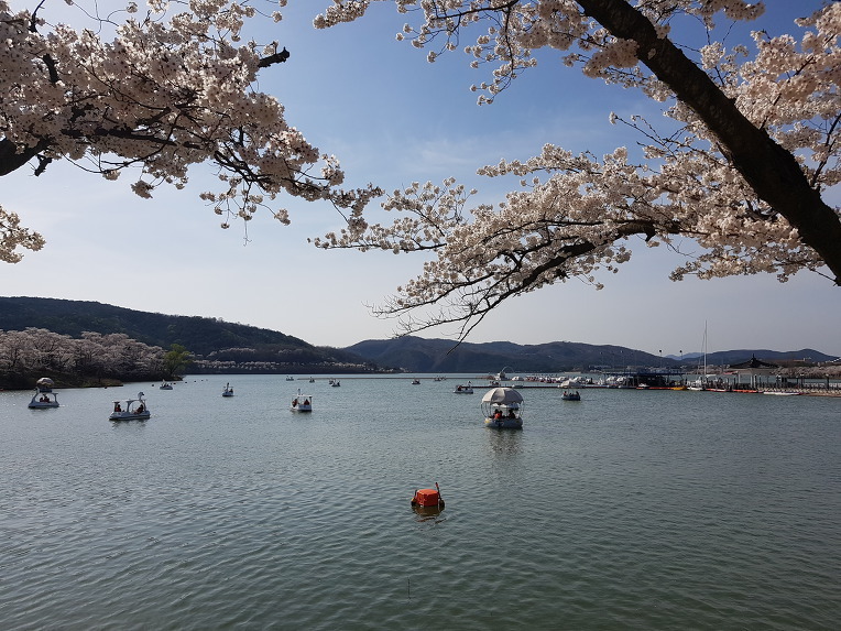  경주 보문호 벚꽃