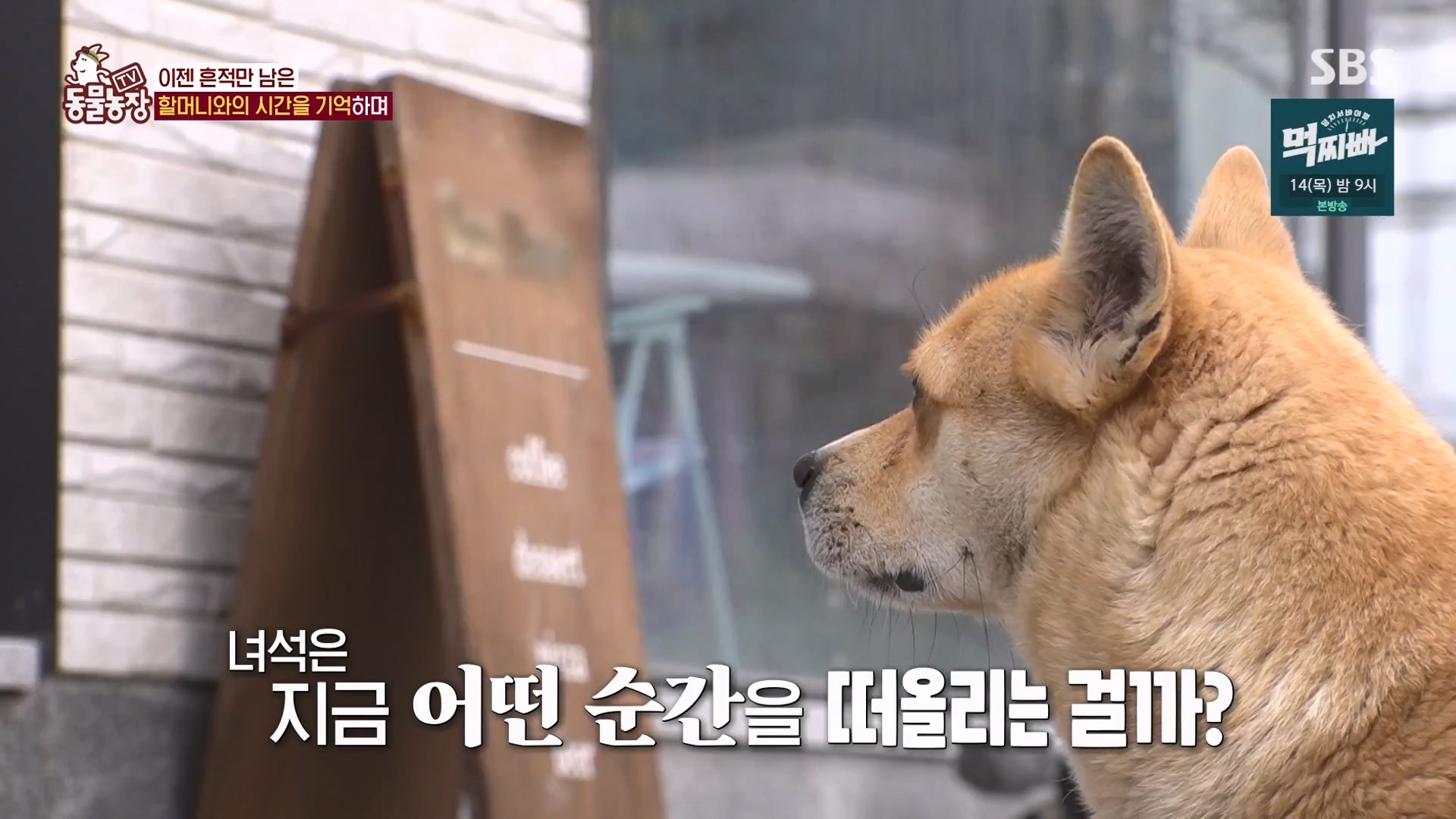 TV 동물농장.E1162.240310p-NEXT.mp4_20240310_162847.734.jpg