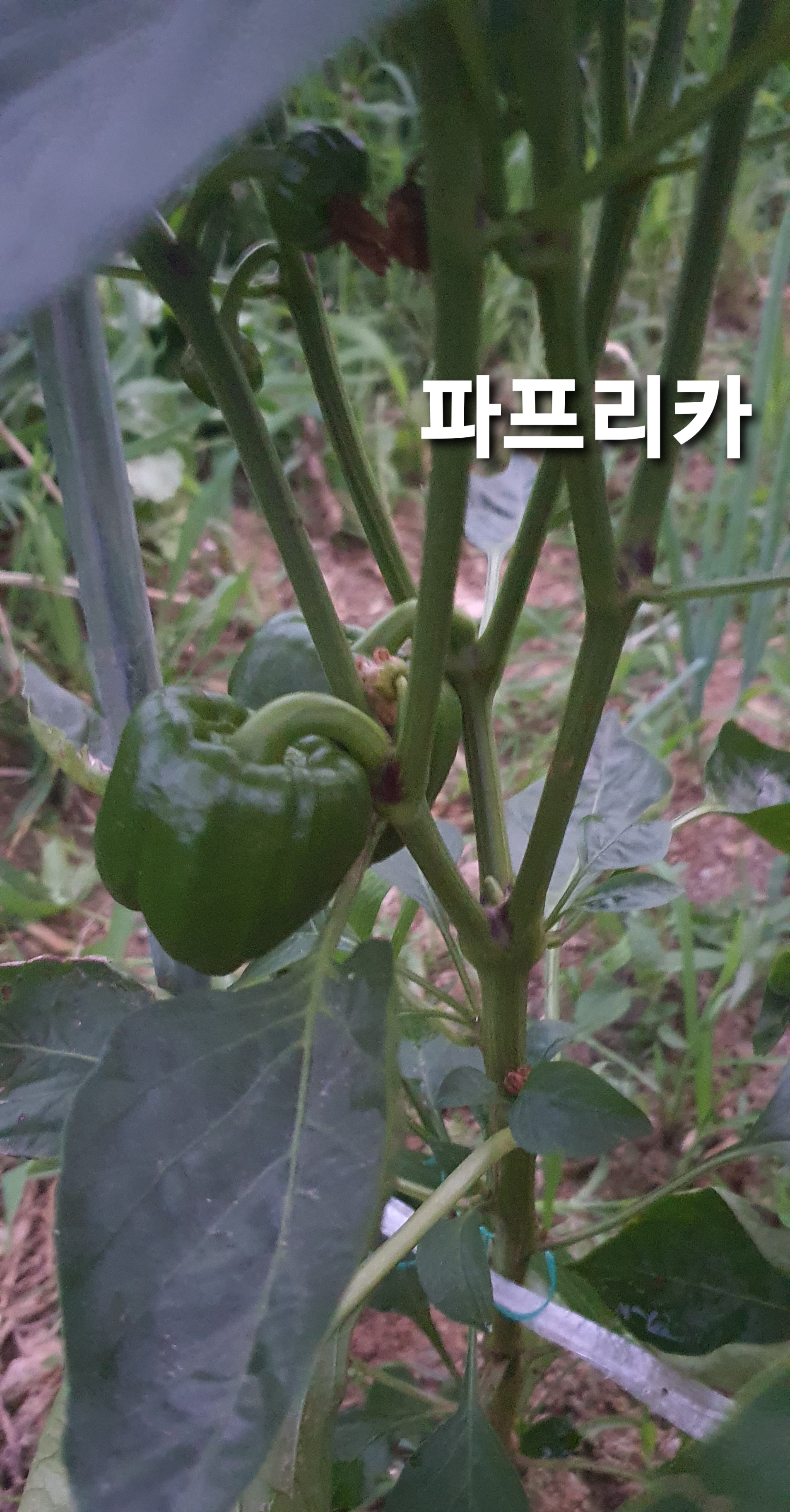  [도시농부일기] 주말농장 10번 째, 수확하기, 잡초뽑기 , 물주기