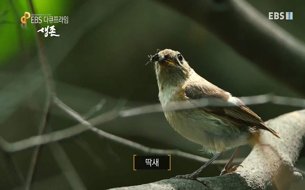 생존 3부_ EBS 다큐프라임_ 220629.avi_20220701_204954.800.jpg