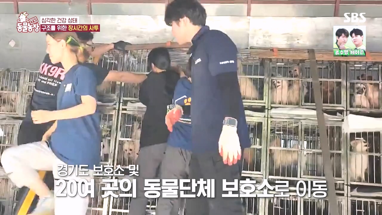 TV 동물농장.E1142.231023p-NEXT.mp4_20231022_174013.589.jpg
