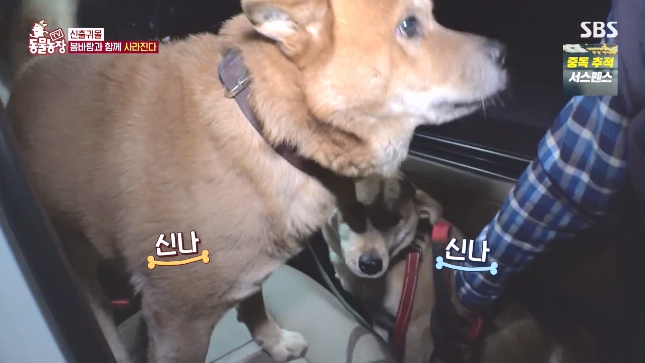 TV 동물농장.E1171.240513p-NEXT.mp4_20240512_163326.423.jpg