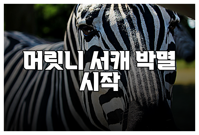 머릿니 서캐 박멸 시작