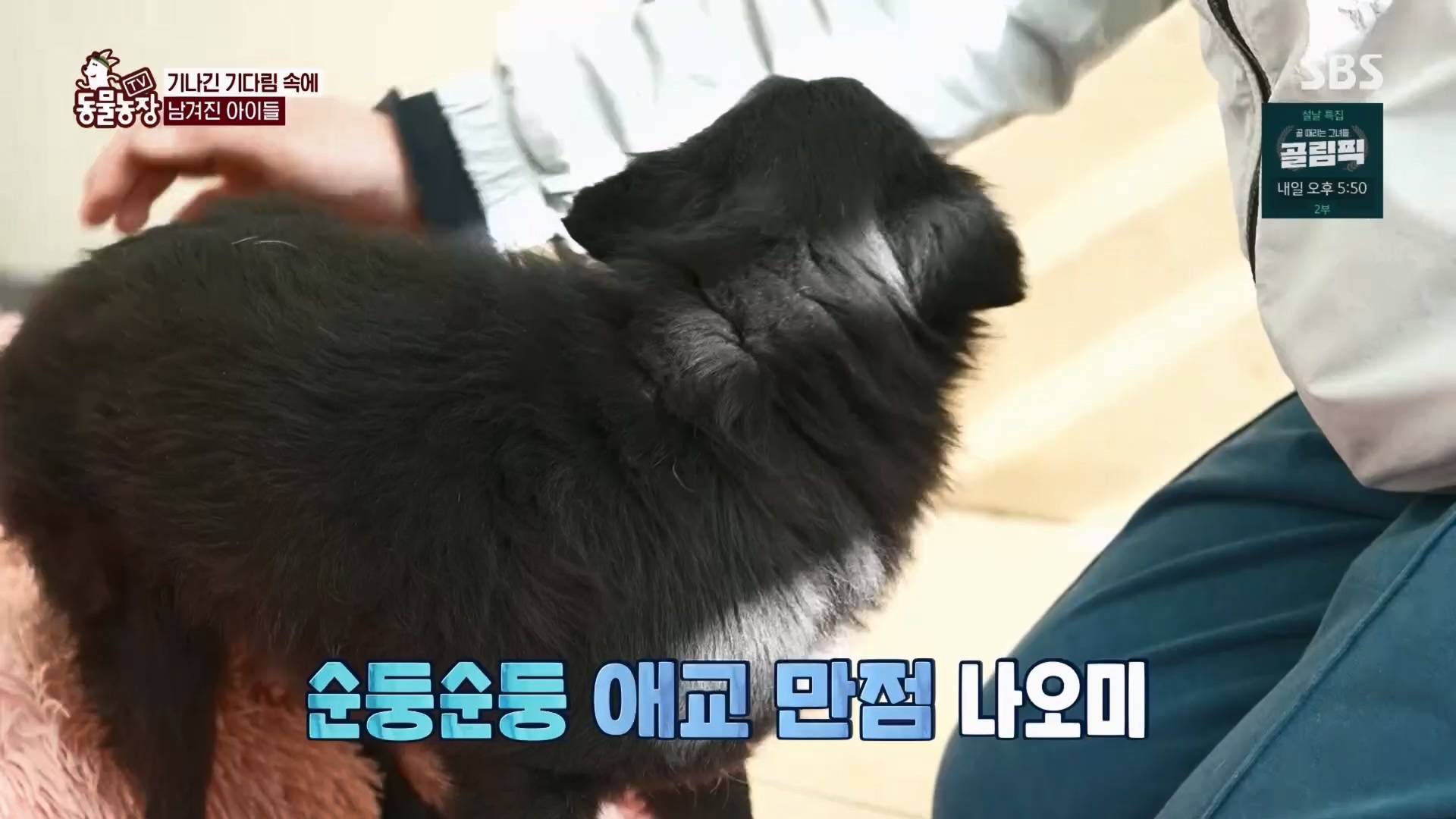 TV 동물농장.E1158.240211p.H264-F1RST.mp4_20240211_194104.761.jpg