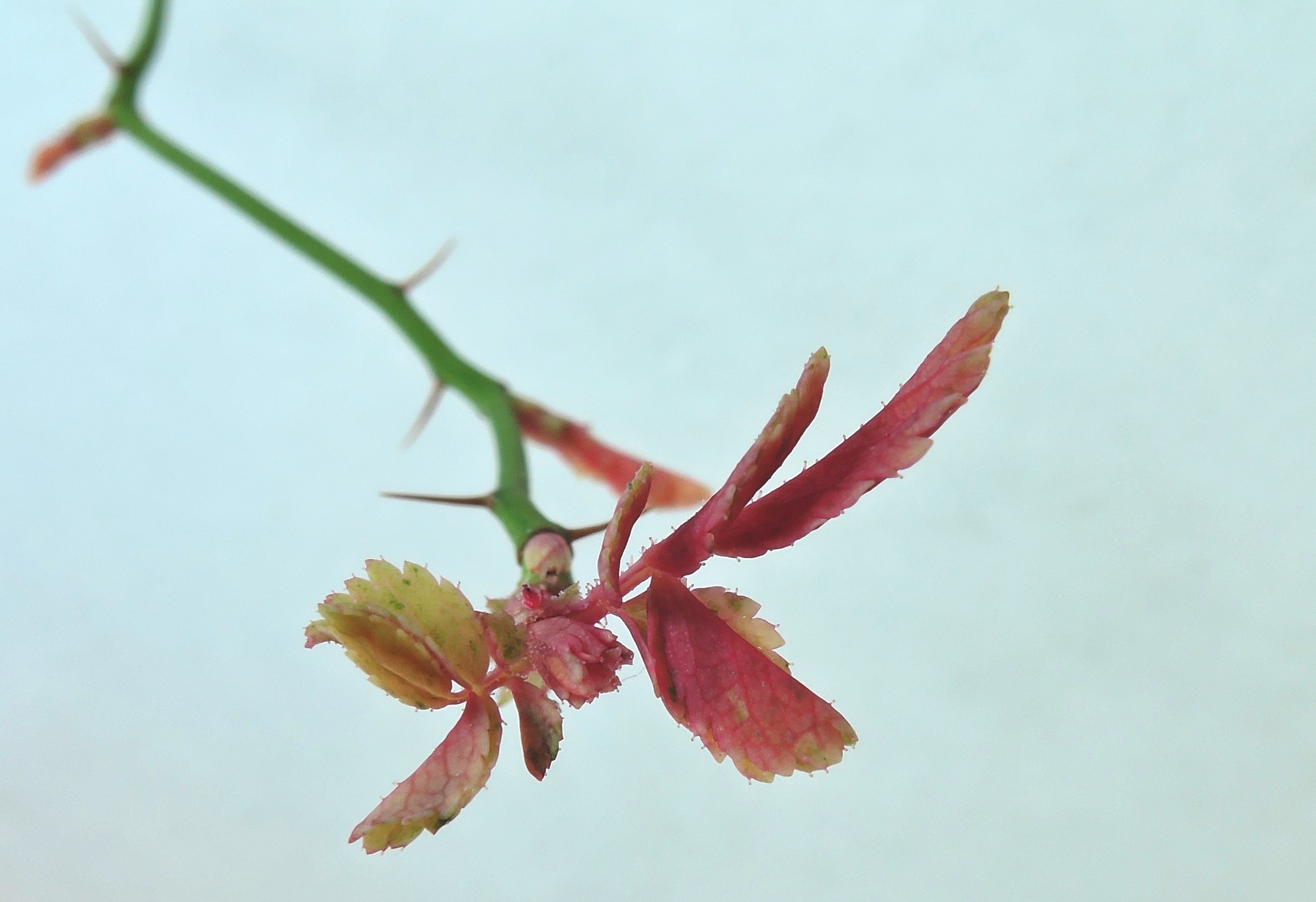 야생 찔레나무 무늬종 3