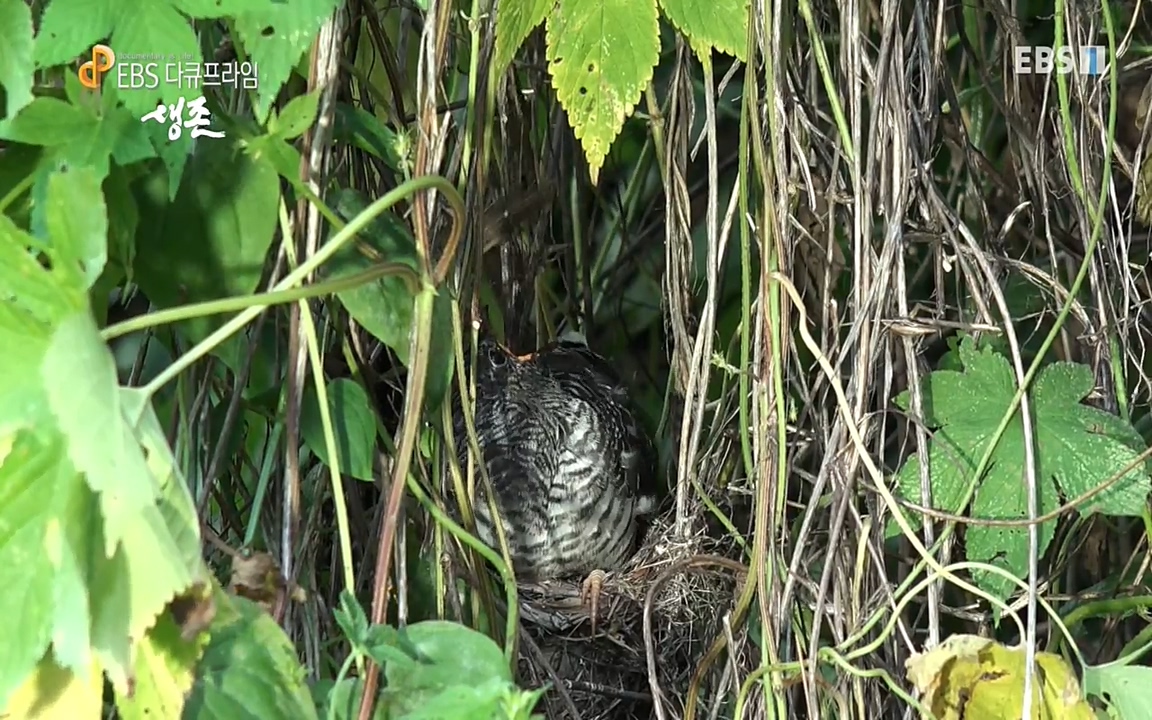 생존 3부_ EBS 다큐프라임_ 220629.avi_20220701_210338.410.jpg