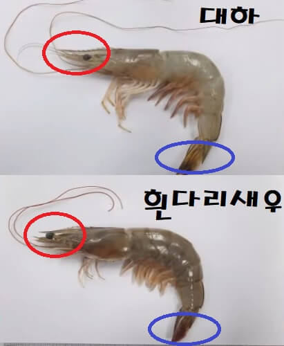  대하와 흰다리새우 구분법과 차이점 및 영양성분