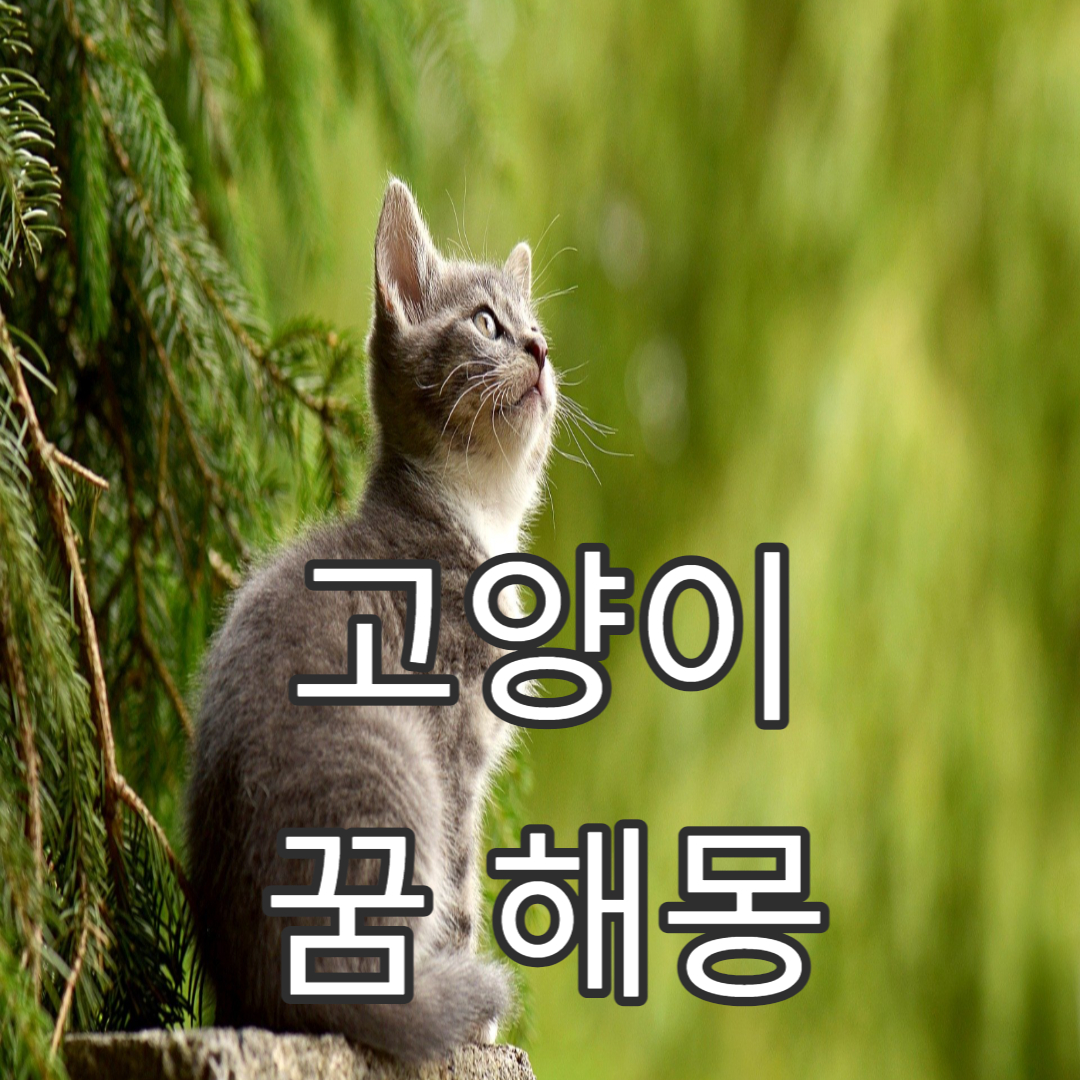  고양이 꿈 해몽 24가지 해석