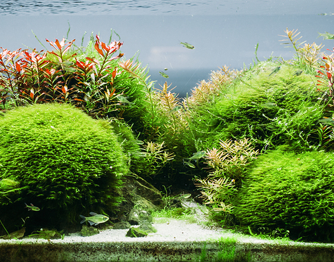 물고기를 위한 집수구
