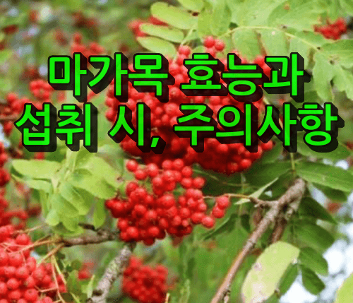 마가목 효능