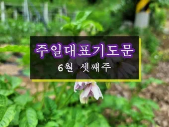 6월 첫째주 대표 기도문 모음_7
