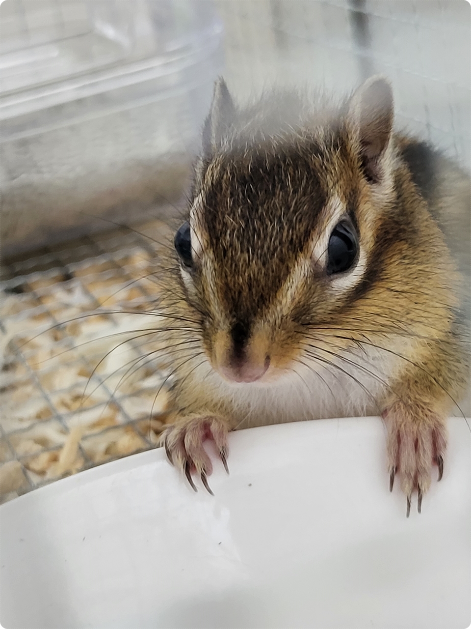  우리집 막둥이 손잡고 놀아보아요~ 집사야~ 귀찮다~