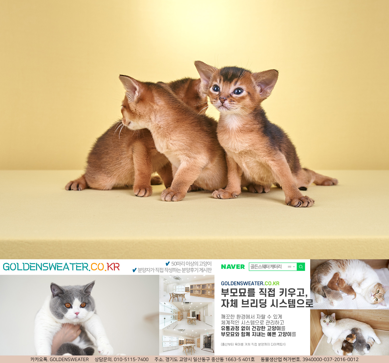  고양이를 분양 받을 때 체크해야 하는 것들