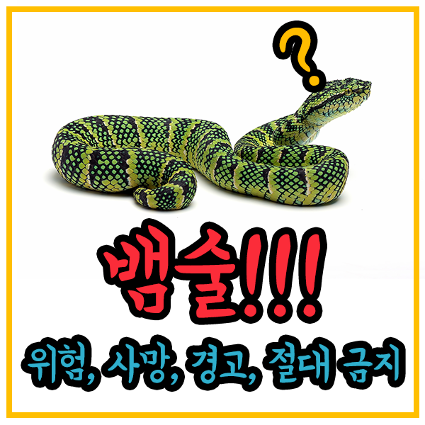 뱀술-뱀술사망-뱀술위험-뱀술효과