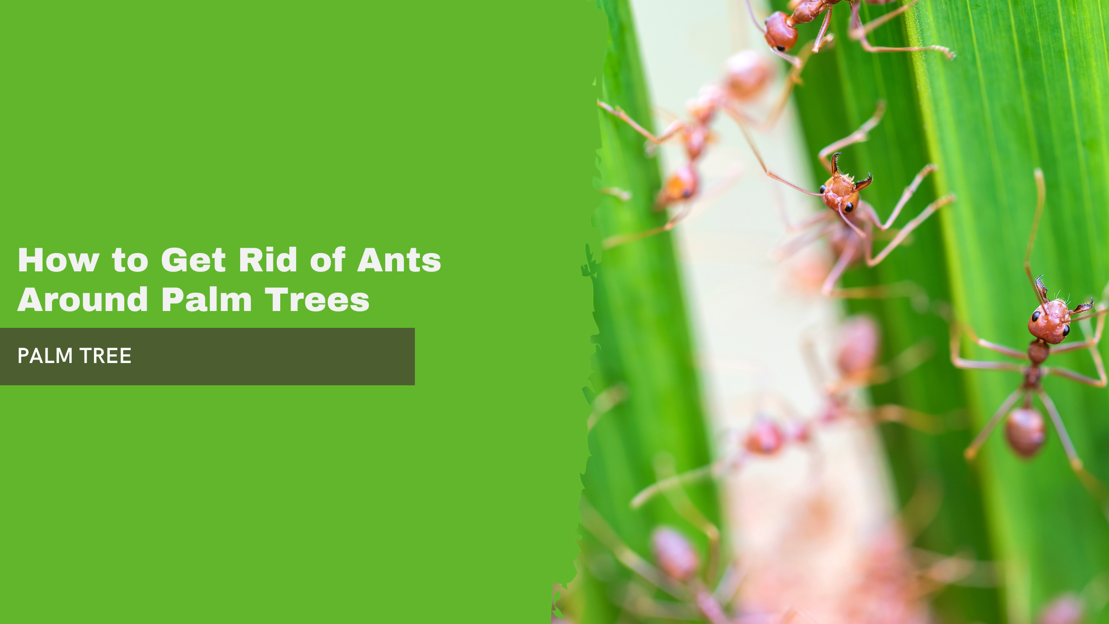 How to Get Rid of Ants Around Palm Trees