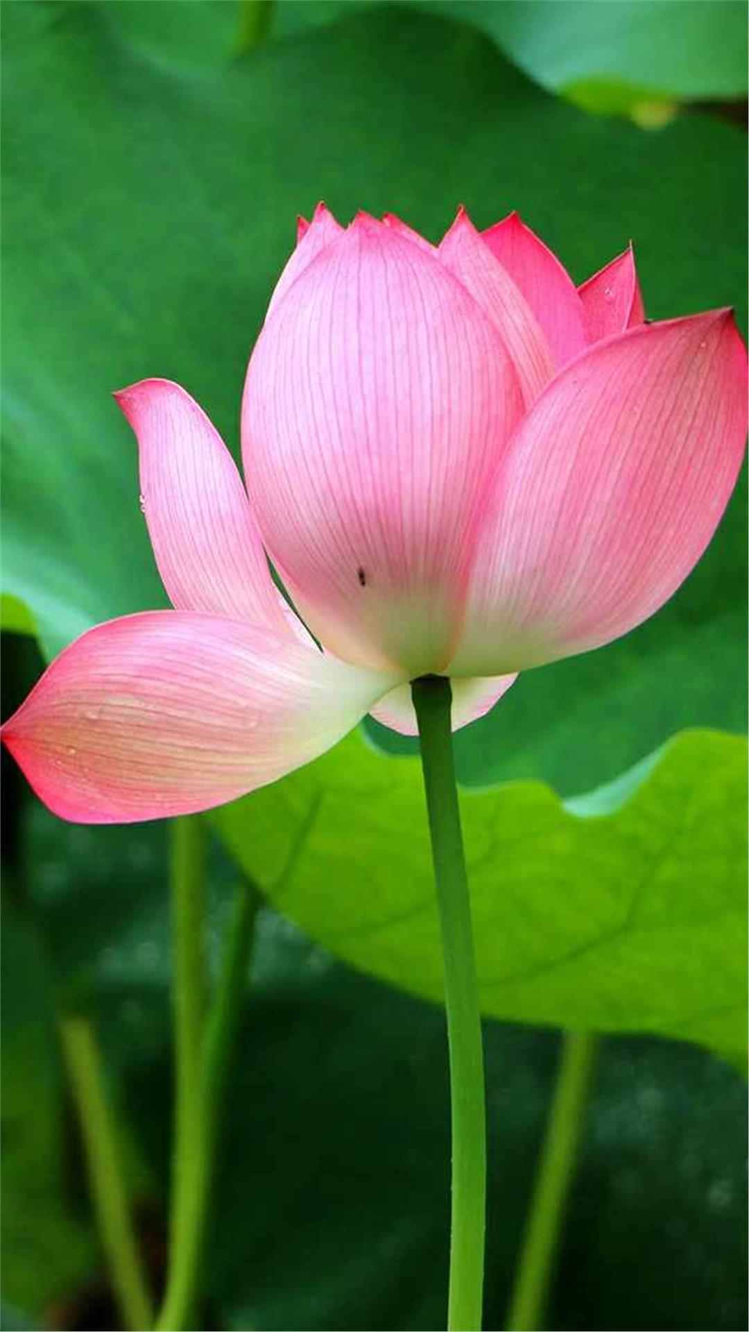 Lotus Flower iPhone Wallpaper