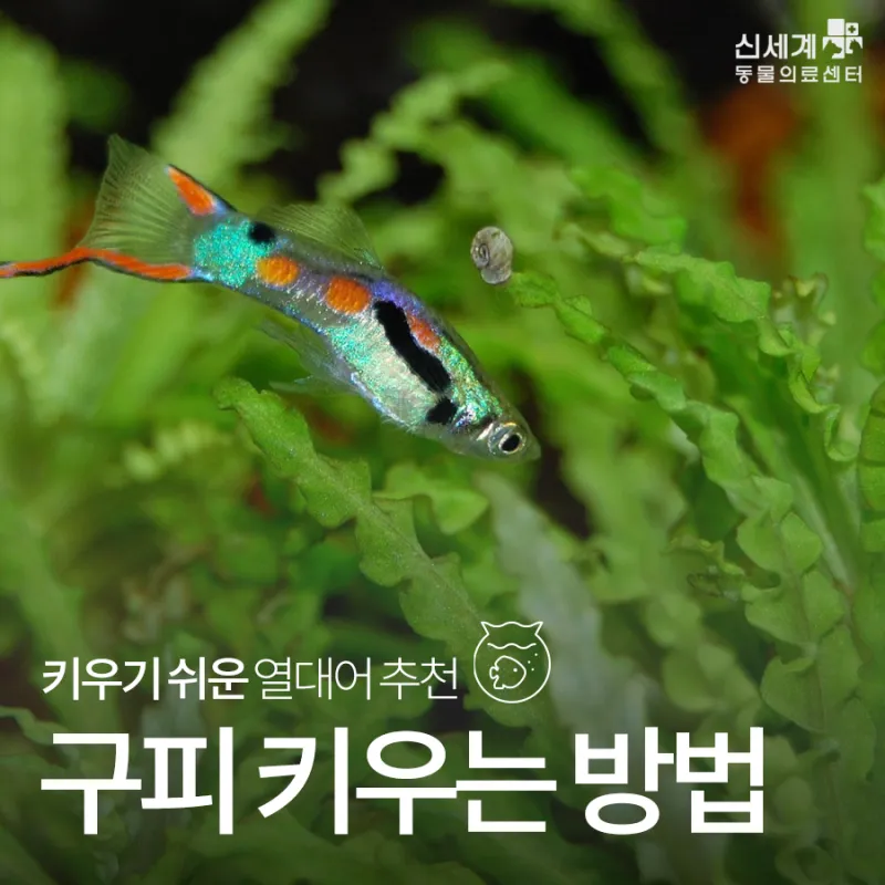 구피 이미지